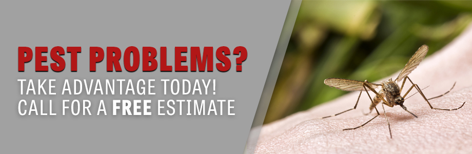 Pest Control Little Rock